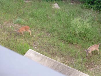 Conference photos, the Lakewood Resort Deer