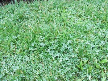 329-clover-newgrange