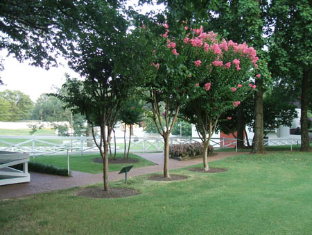 Graceland